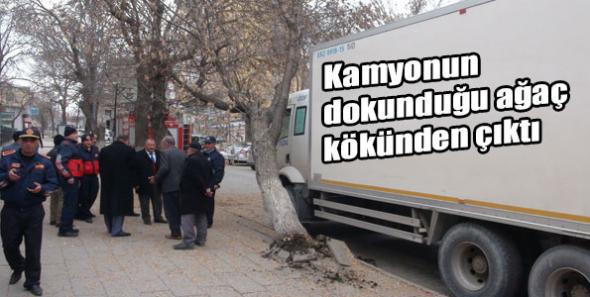 Kamyonun dokunduğu ağaç kökünden çıktı