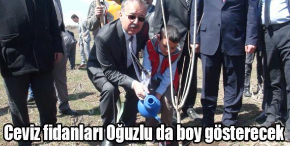Ceviz fidanları Oğuzlu da boy gösterecek