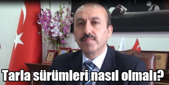 Tarla sürümleri nasıl olmalı?