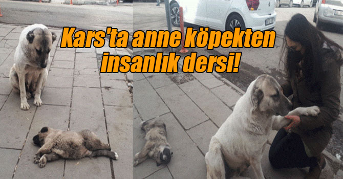 Kars'ta anne köpekten insanlık dersi!