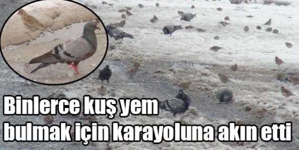 Binlerce kuş yem bulmak için karayoluna akın etti