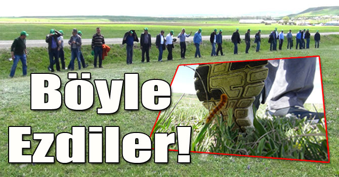 Tırtılları Böyle İmha Ettiler!