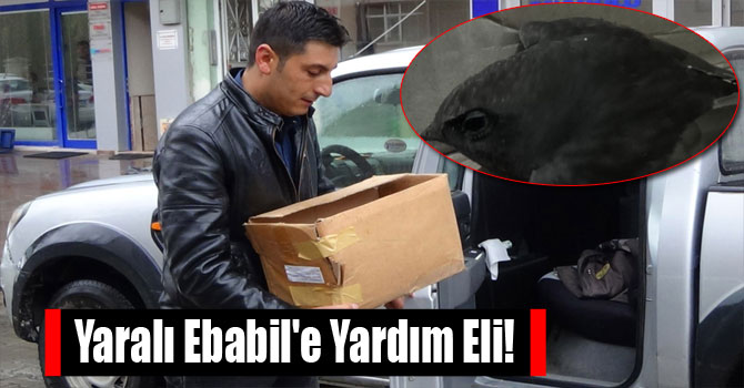 Yaralı Ebabil'e Yardım Eli!