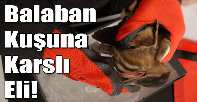 Balaban Kuşuna Karslı Eli!