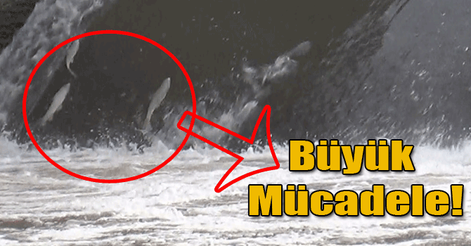 Kars'ta Balıkların İnanılmaz Mücadelesi