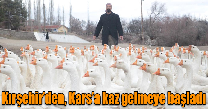 Kırşehir’den, Kars’a kaz gelmeye başladı