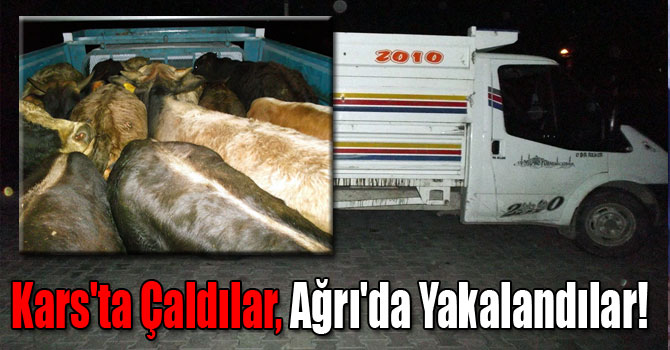 Kars'ta Çaldılar, Ağrı'da Yakalandılar!