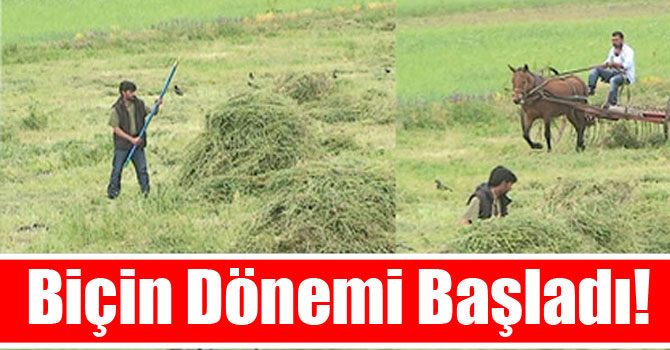 Biçin Dönemi Başladı!