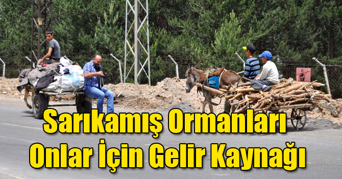 Sarıkamış Ormanları Onlar İçin Gelir Kaynağı