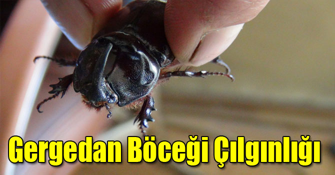 Gergedan Böceği Çılgınlığı