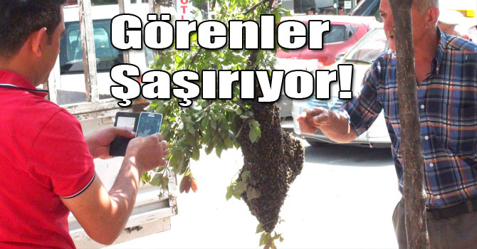 Görenler Şaşırıyor!