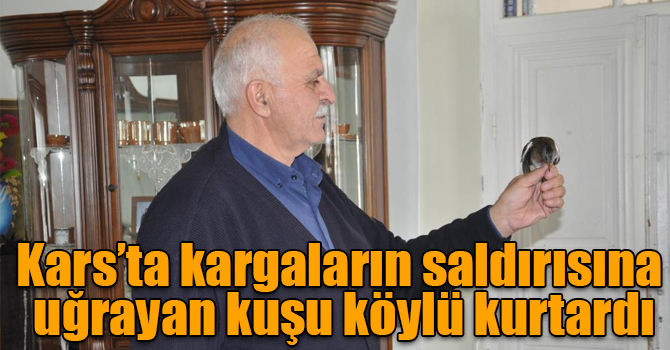 Kars’ta kargaların saldırısına uğrayan kuşu köylü kurtardı