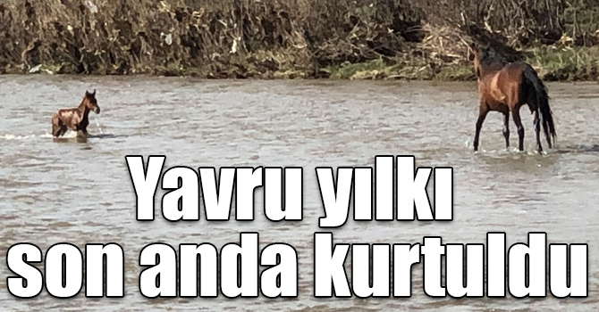 Akıntıda sürüklenen yavru yılkı atı son anda kurtuldu