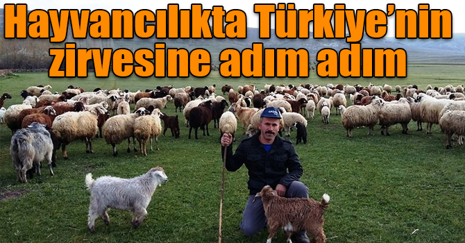 Hayvancılıkta Türkiye’nin zirvesine adım adım