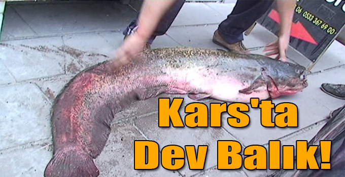Kars'ta Dev Balık!