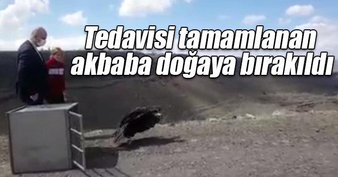 Kars’ta tedavisi tamamlanan akbaba doğaya bırakıldı