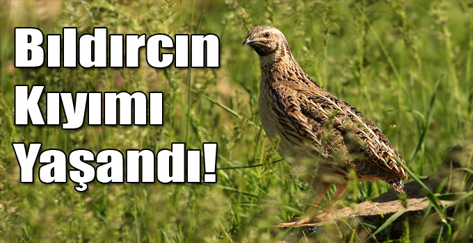 Kars'ta Bıldırcın Kıyımı!