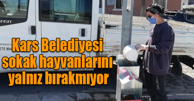 Kars Belediyesi sokak hayvanlarını yalnız bırakmıyor