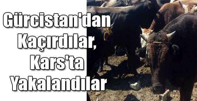 Gürcistan'dan Kaçırdılar, Kars'ta Yakalandılar