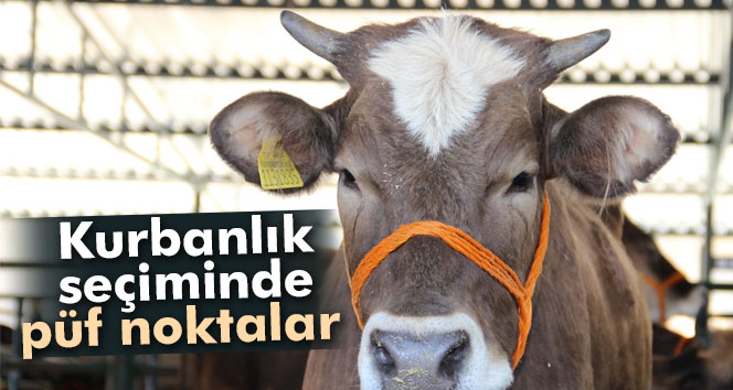 Kurbanlık Seçiminde Püf Noktalar