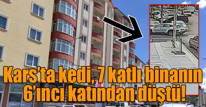 Kars’ta kedi, 7 katlı binanın 6’ıncı katından düştü!