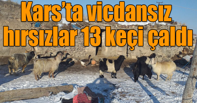 Kars’ta vicdansız hırsızlar 13 keçi çaldı