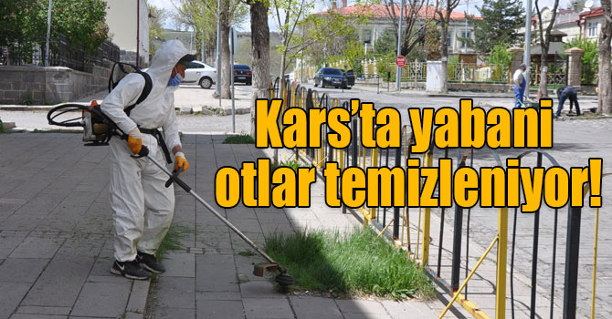 Kars’ta yabani otlar temizleniyor!