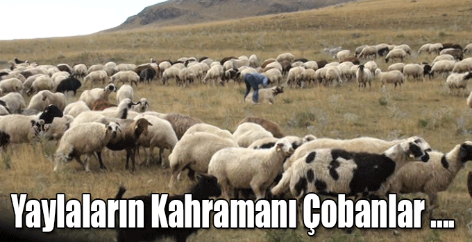 Yaylaların Kahramanı Çobanlar, Kapalı Alanlara Çekildi!