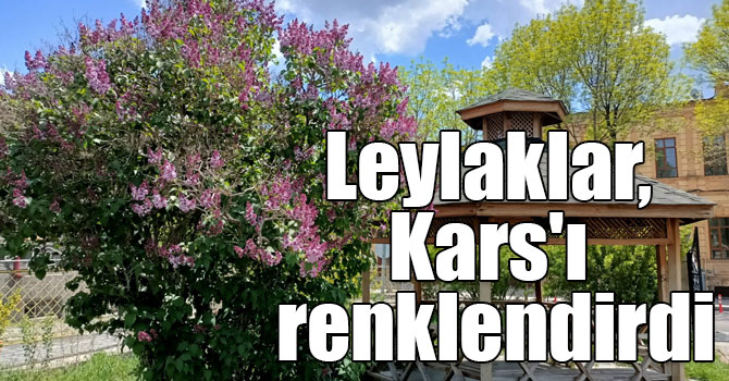 Leylaklar, Kars'ı renklendirdi