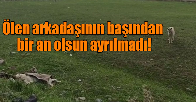 Ölen arkadaşının başından bir an olsun ayrılmadı!