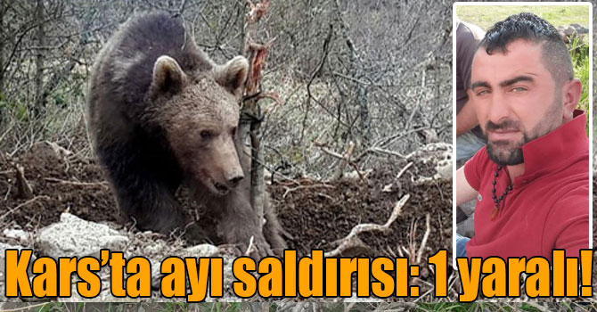 Kars’ta ayı saldırısı: 1 yaralı!