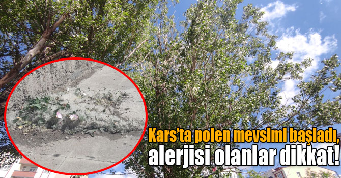 Kars’ta polen mevsimi başladı, alerjisi olanlar dikkat!