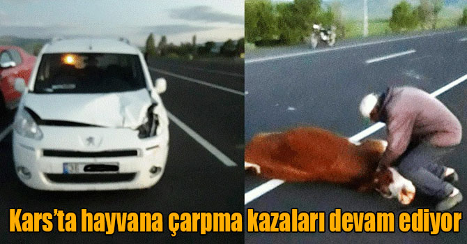 Kars’ta hayvana çarpma kazaları devam ediyor