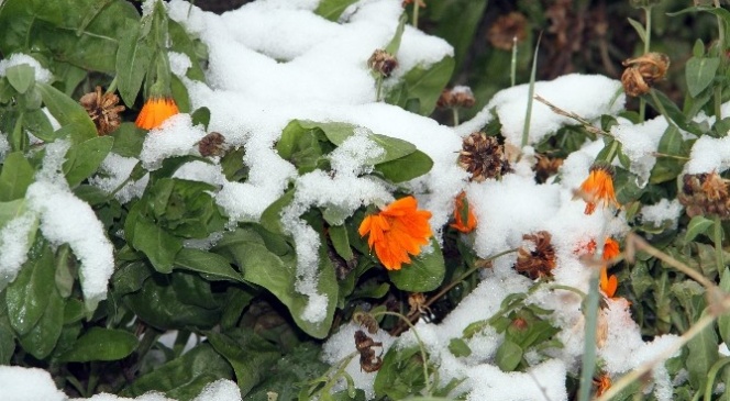 Ardahan'a İlk Kar Yağdı
