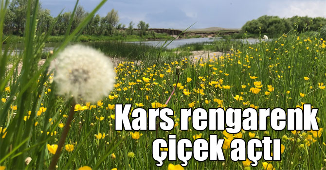 Kars rengarenk çiçek açtı