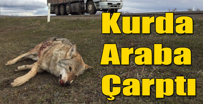 Kurda Araba Çarptı