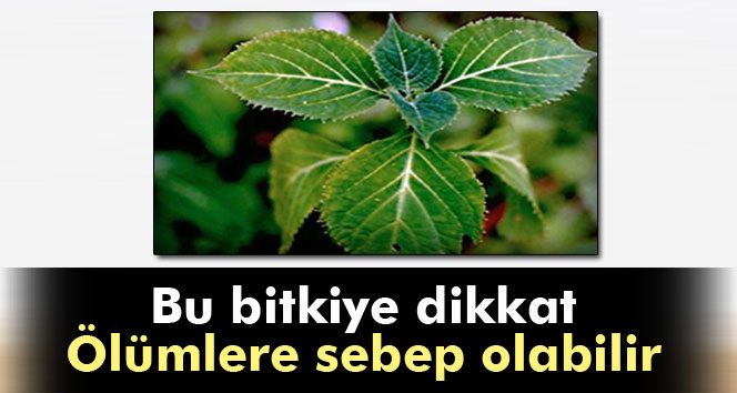 Yeni uyuşturucu ‘salvia divinirum’ bitkisine dikkat