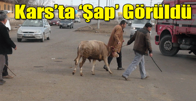 Kars’ta ‘Şap’ Görüldü, Hayvan Satışları Durduruldu