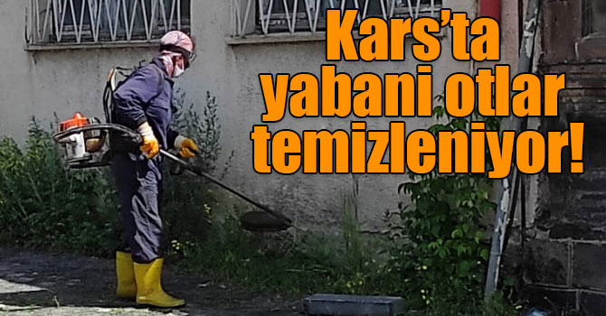 Kars’ta yabani otlar temizleniyor!