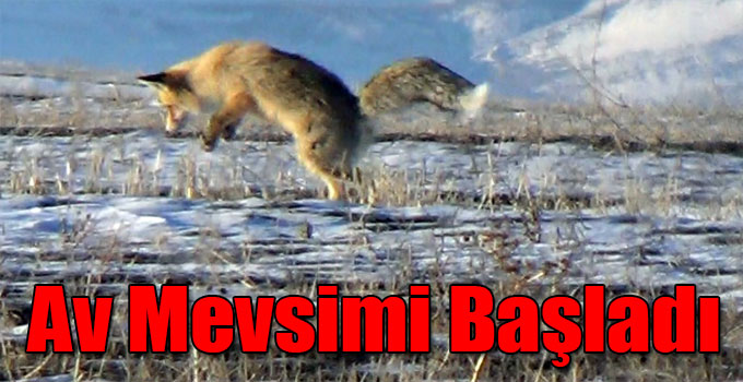 Kars'ta Tilkilerin Av Mevsimi Başladı