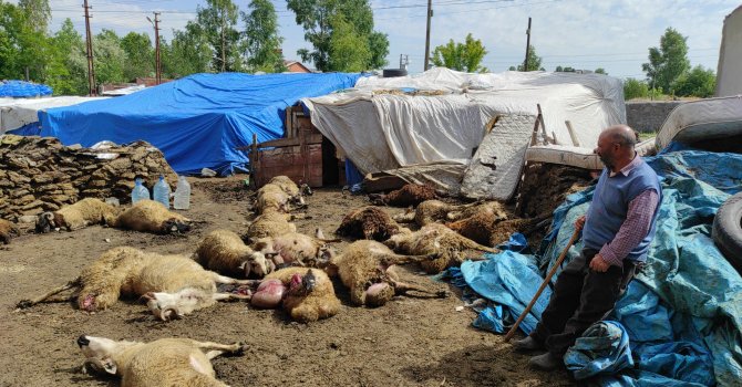 Kars’ta aç kurtlar şehir merkezinde katliam yaptı