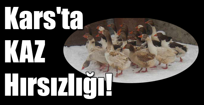Kars'ta Kaz Hırsızlığı!