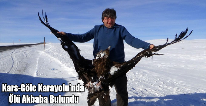 Kars-Göle Karayolu'nda Ölü Akbaba Bulundu