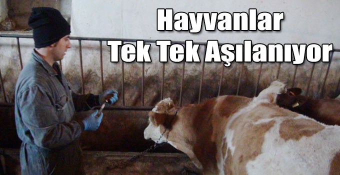 Kars'ta Hayvanlar Tek Tek Aşılanıyor