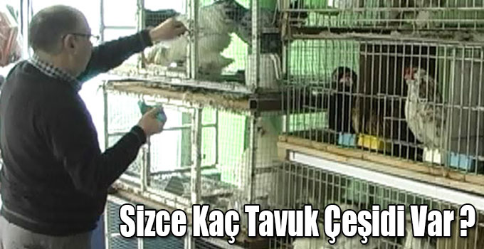 Sizce Kaç Tavuk Çeşidi Var ?