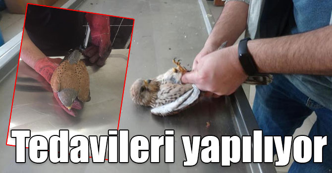 Yaban hayvanlarının tedavileri Kars’ta yapılıyor