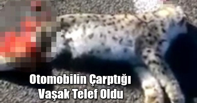 Sarıkamış'ta Otomobilin Çarptığı Vaşak Telef Oldu