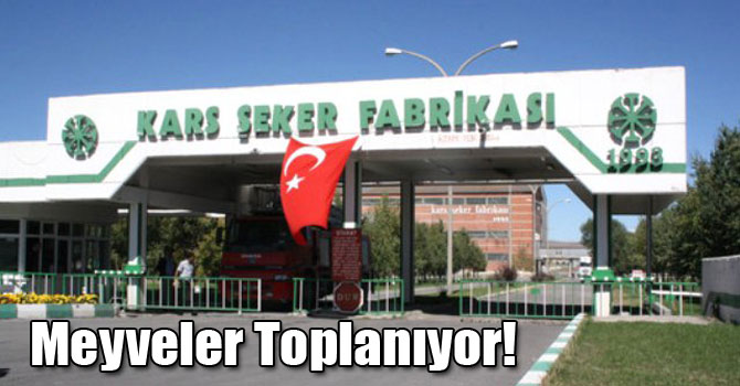 Meyveler Toplanıyor!