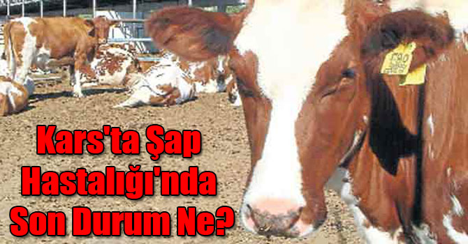 Kars'ta Şap Hastalığı'nda Son Durum Ne ?