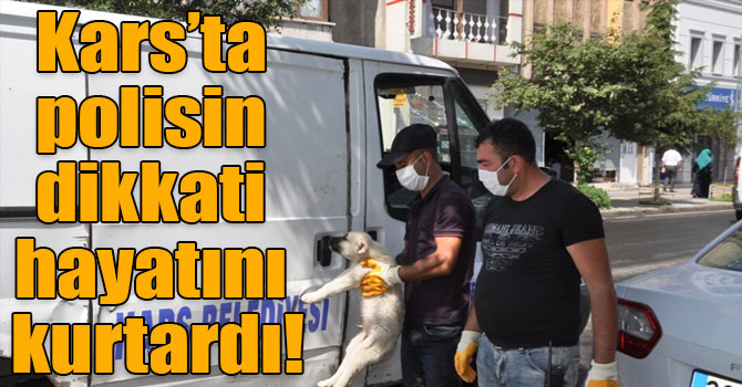 Kars’ta polisin dikkati köpeğin hayatını kurtardı!